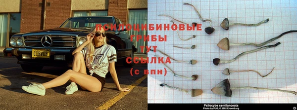 индика Арсеньев